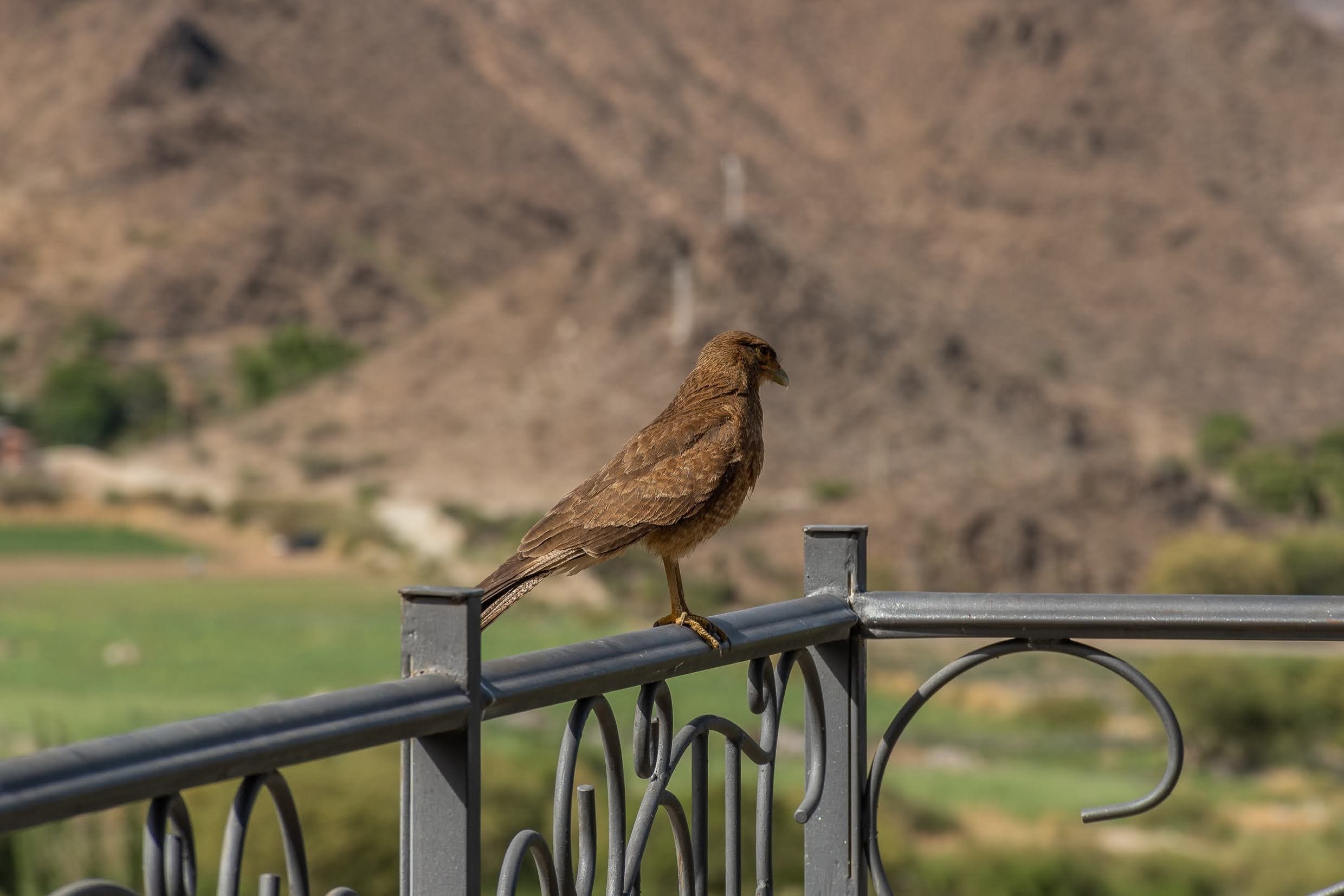 Experiencia enoturística argentina