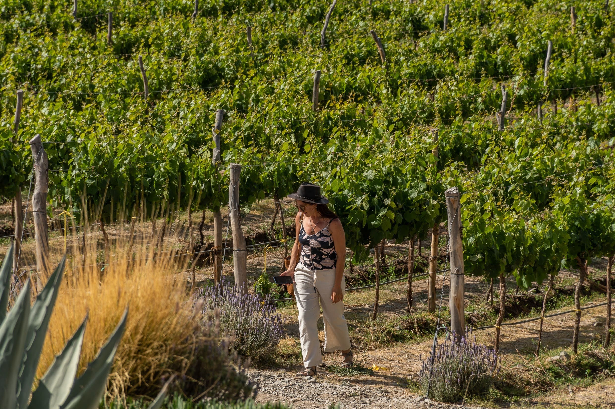 Paisaje enoturístico