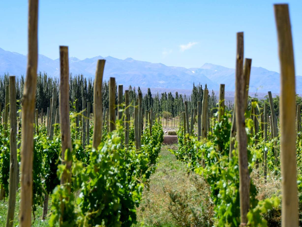 Sostenibilidad en el enoturismo