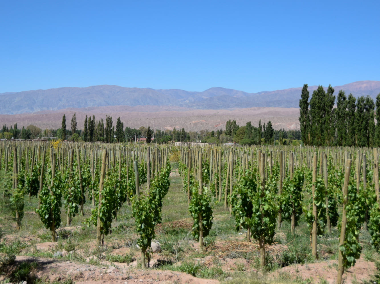 Terroir vitivinícola argentino