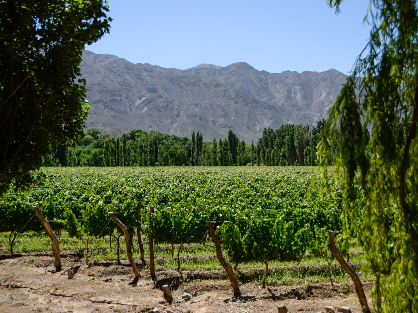 Viñedos argentinos al atardecer